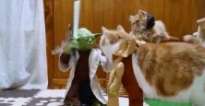 Kedilerin Yoda’yla imtihanı