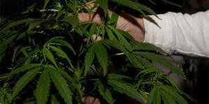 Başkentte marihuana üretilen eve baskın düzenlendi