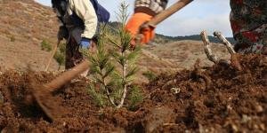 Cezalarını fidan dikerek çekecek