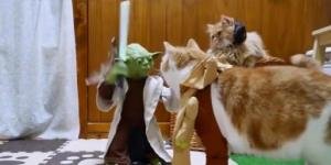 Kedilerin Yoda’yla imtihanı
