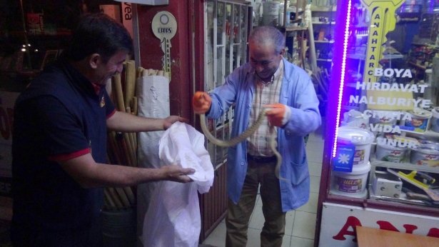 sehir_merkezinde_zehirli_yilan_panigi_1432718295_7275